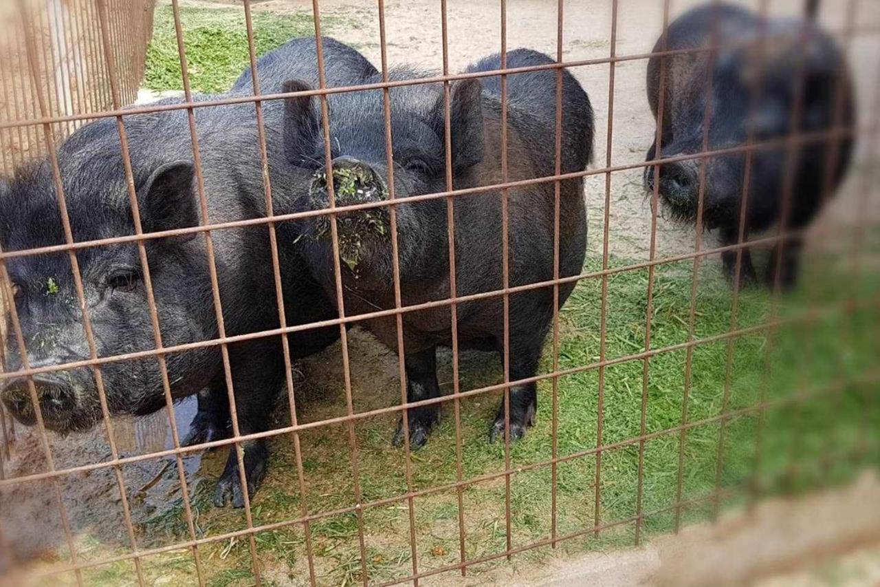 Pensjonat Casa Rural Finca Real De Niebla Zewnętrze zdjęcie