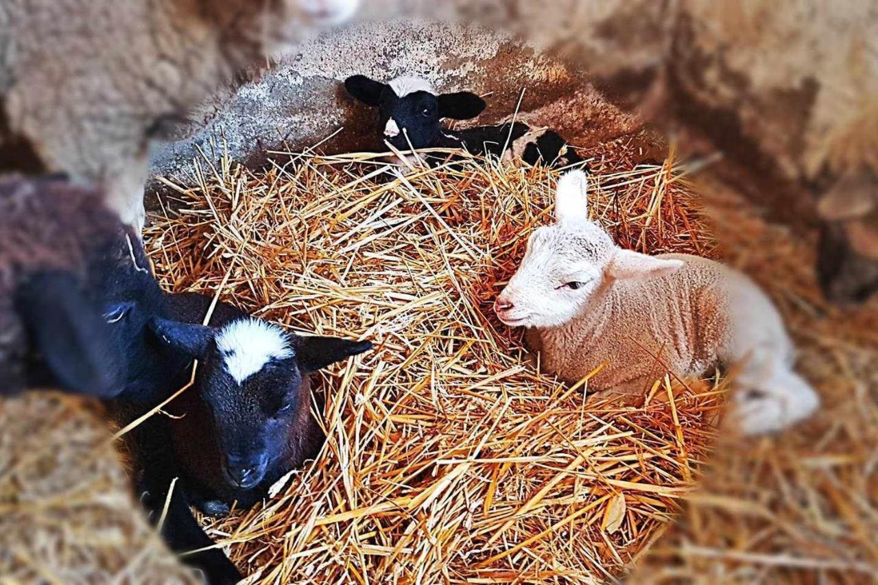 Pensjonat Casa Rural Finca Real De Niebla Zewnętrze zdjęcie